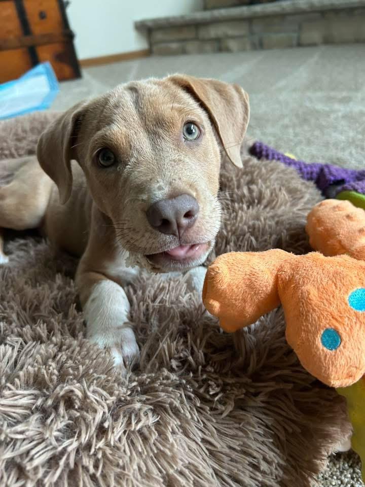 Banjo, Adopted, Young Male Labrador Retriever.
