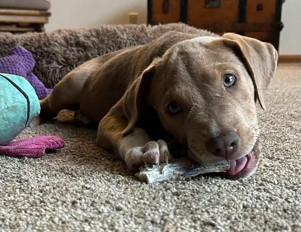 Enlarge Banjo, a Adopted mixed breed in Bristol, WI image 2/6