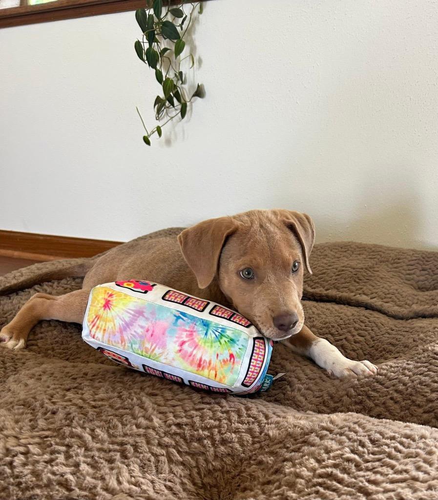 Enlarge Banjo, a Adopted mixed breed in Bristol, WI image 3/6