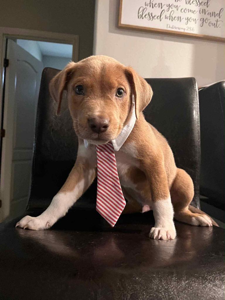 Enlarge Banjo, a Adopted mixed breed in Bristol, WI image 4/6