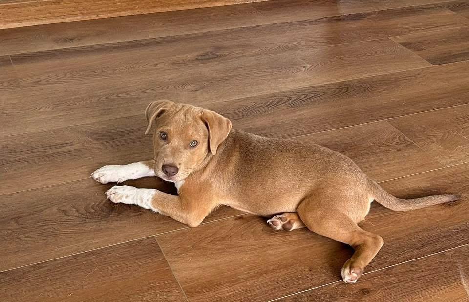 Enlarge Banjo, a Adopted mixed breed in Bristol, WI image 5/6