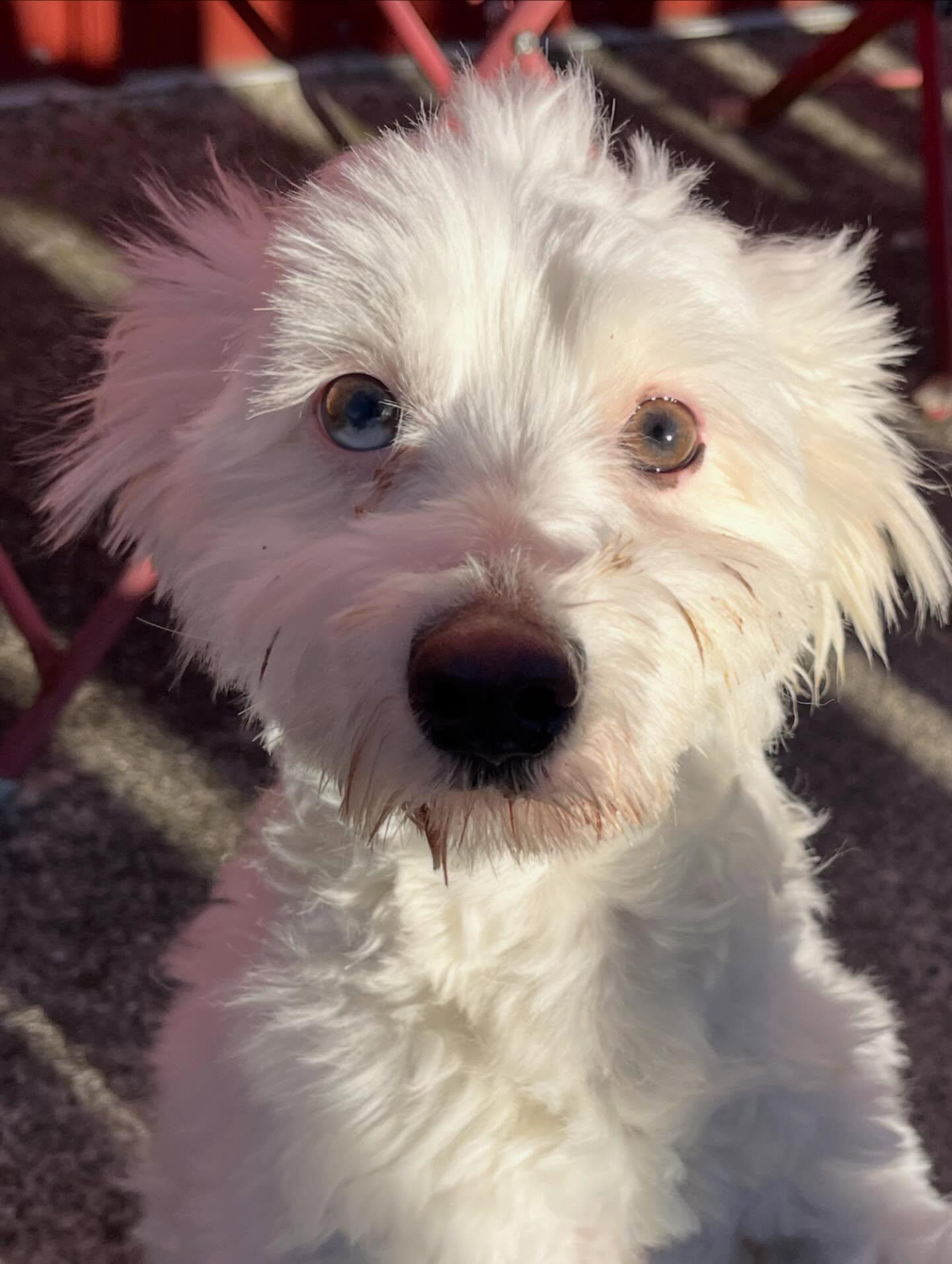 Giovanni , an adoptable mixed breed in Egg Harbor City, NJ image 2/3