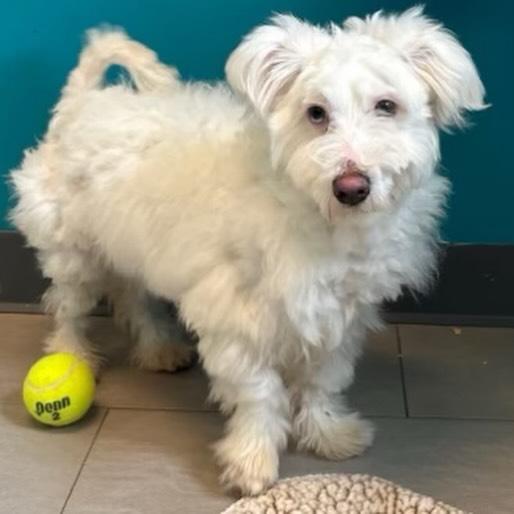 Giovanni , adoptable, Young Male Bichon Frise & Cairn Terrier.