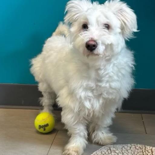 Enlarge Giovanni , an adoptable mixed breed in Egg Harbor City, NJ image 3/3