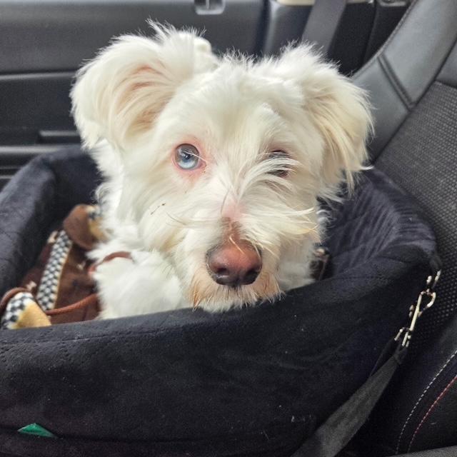 Enlarge Giovanni , an adoptable mixed breed in Egg Harbor City, NJ image 2/3