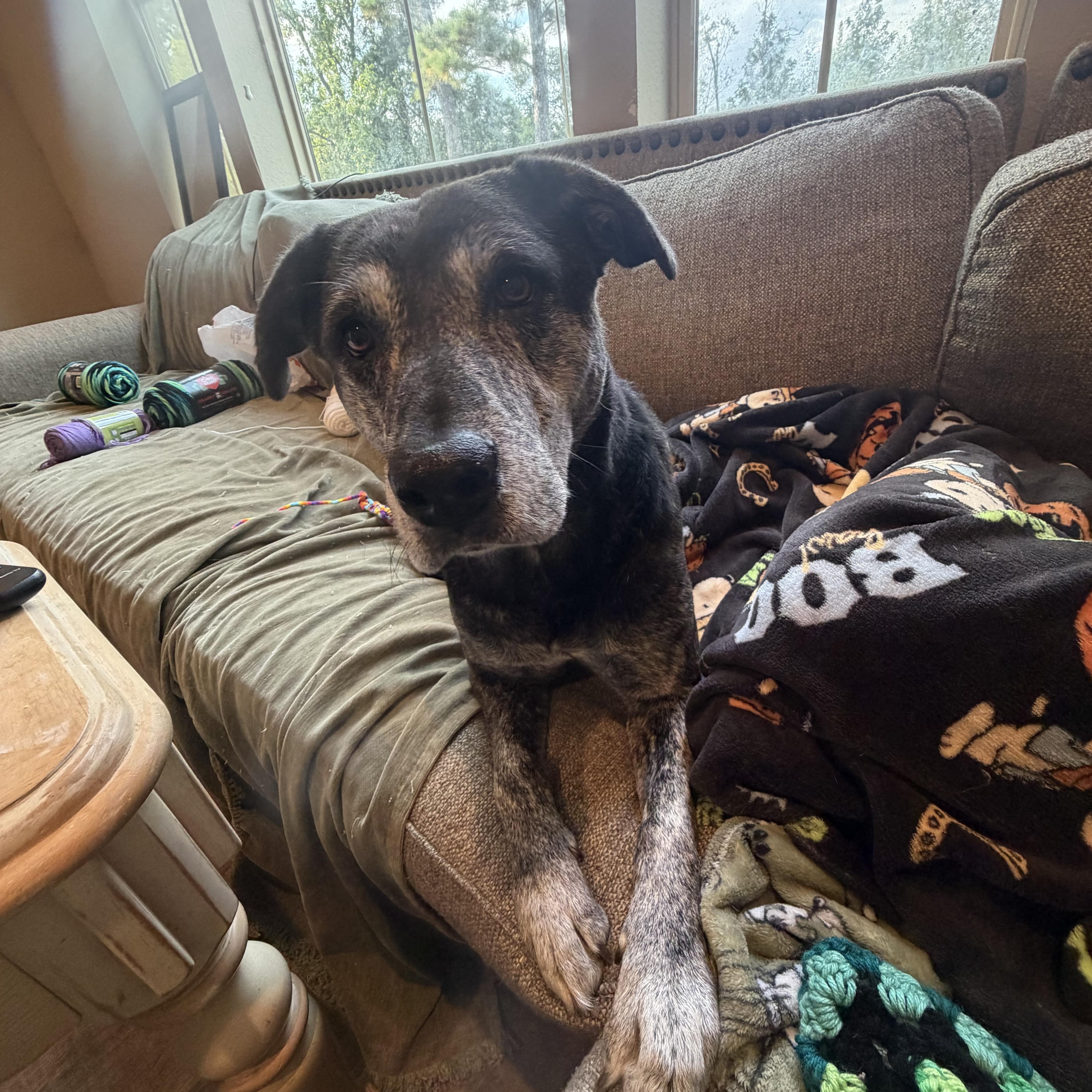 Enlarge Gus-Gus, a Adoptable mixed breed in Puyallup, WA image 5/6