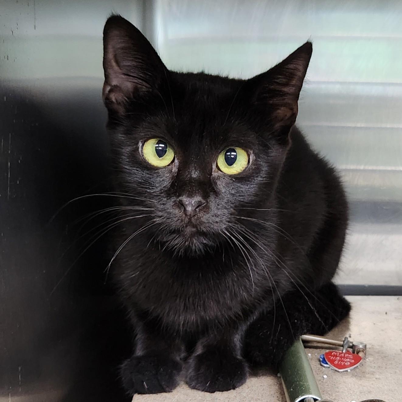 Enlarge Annie January (working cat), an adopted Domestic Short Hair in Marshfield, WI image 1/1