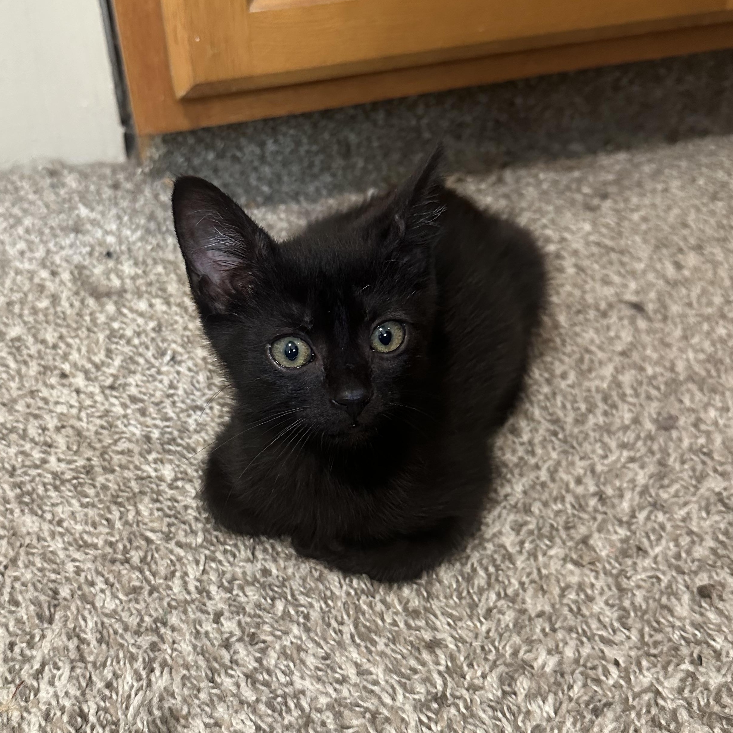 Muffin, Baby Male Domestic Short Hair