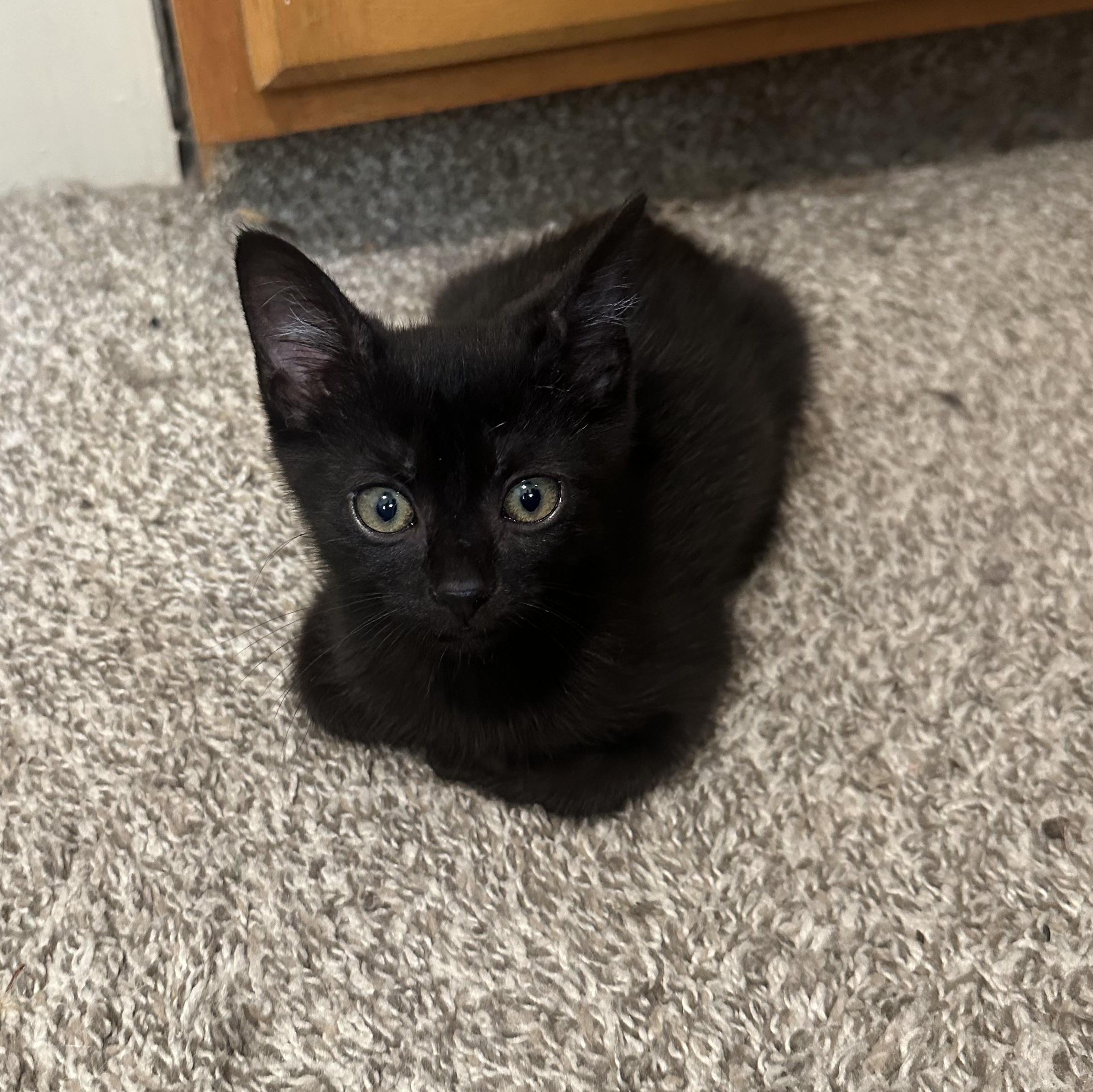 Muffin photo 2