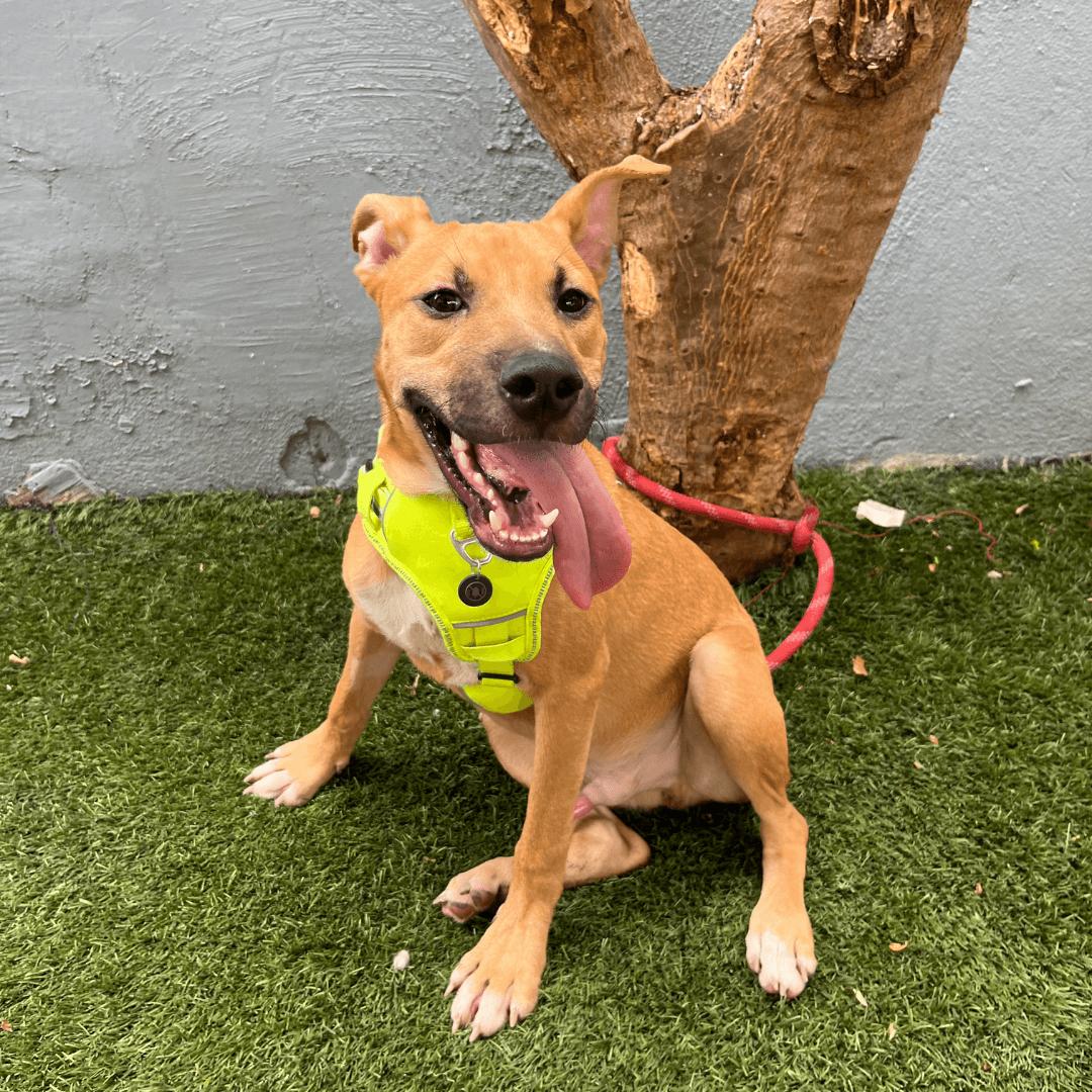 Dog for adoption Jake, a Labrador Retriever & Hound Mix in Concord