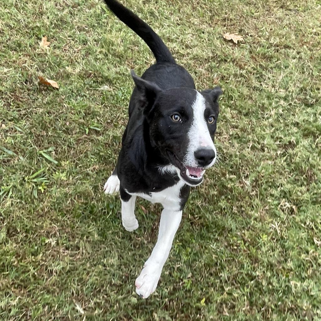 Enlarge Sheila, a Adoptable mixed breed in Brenham, TX image 1/6