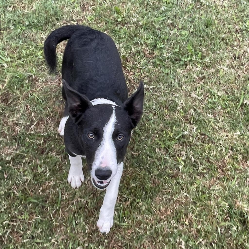 Sheila, Adoptable, Puppy Female Mixed Breed.