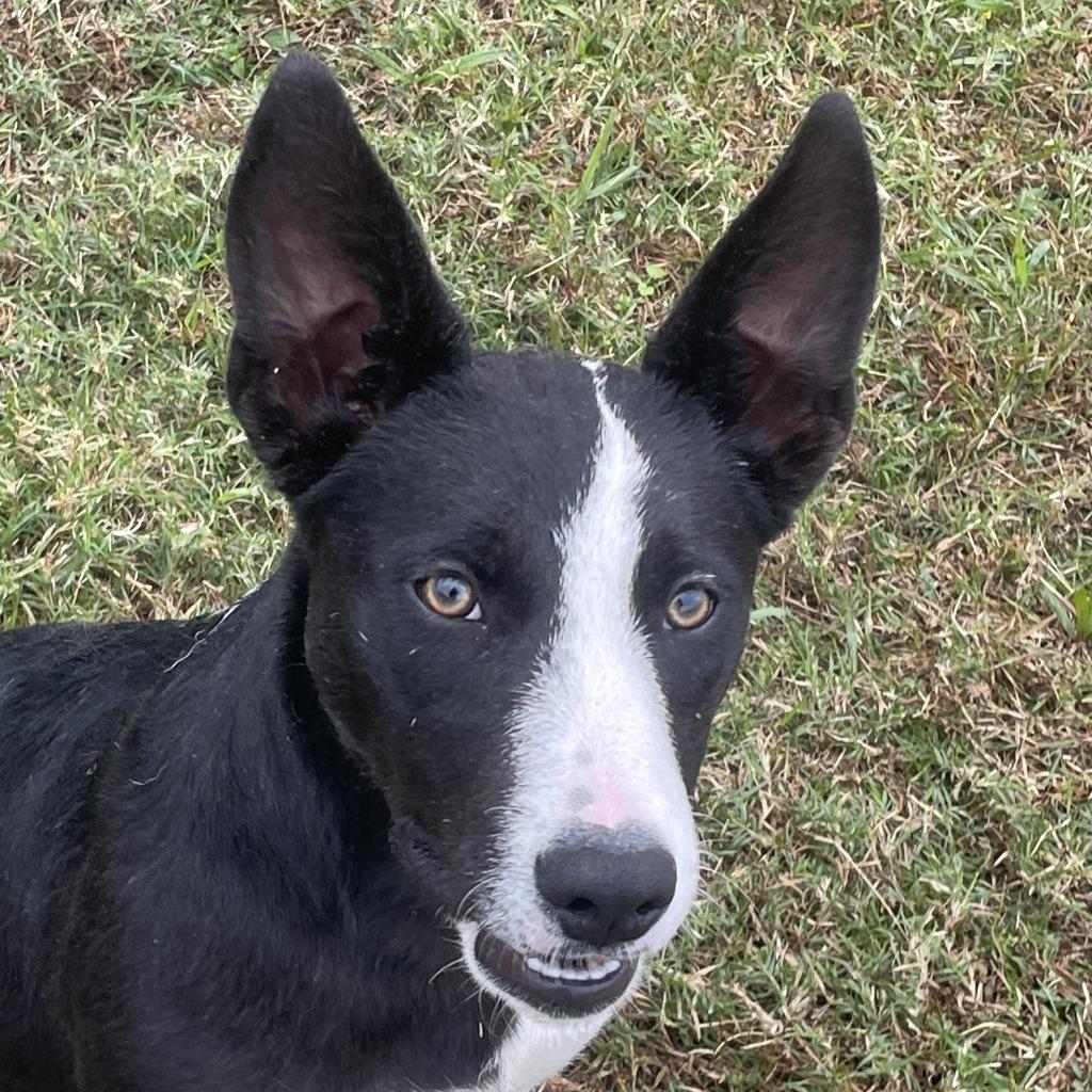 Sheila, Adoptable, Young Female Mixed Breed.