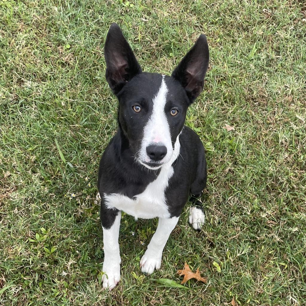 Enlarge Sheila, a Adoptable mixed breed in Brenham, TX image 5/6