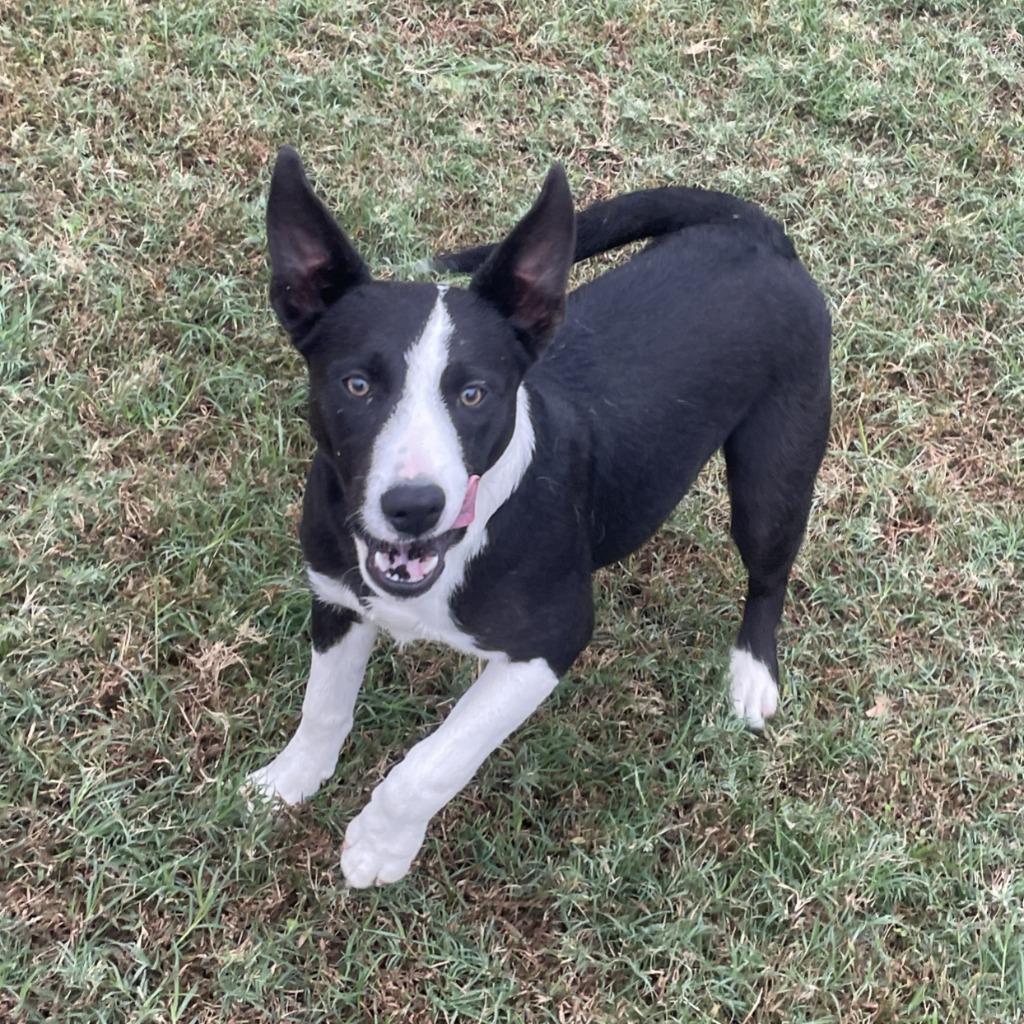 Enlarge Sheila, a Adoptable mixed breed in Brenham, TX image 2/6