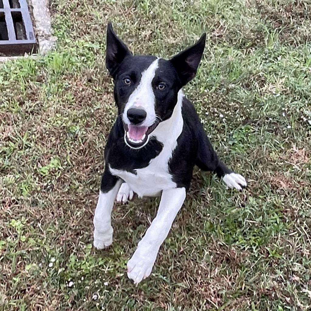 Enlarge Sheila, a Adoptable mixed breed in Brenham, TX image 6/6