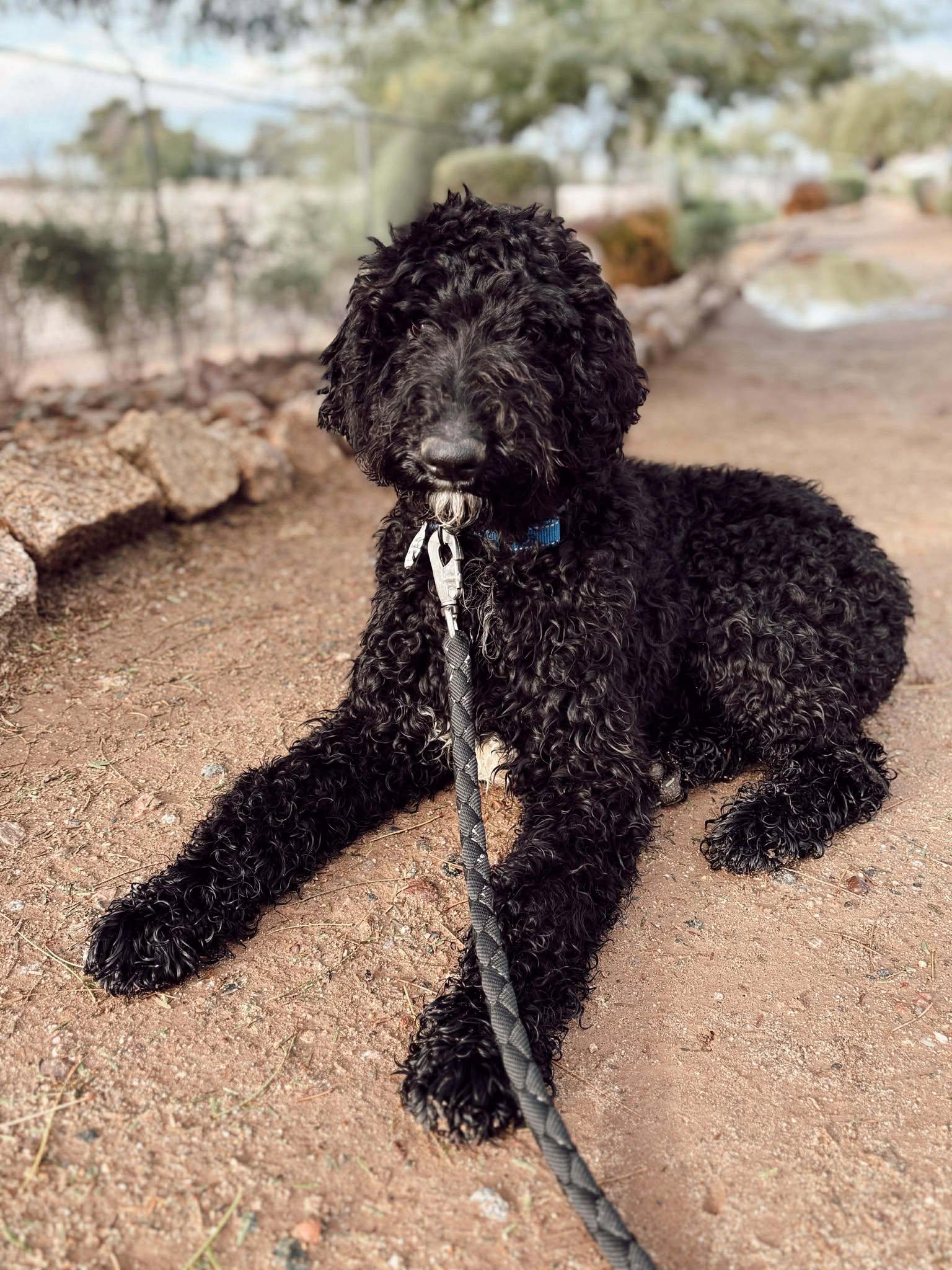 Enlarge Hiccup, an adoptable Labradoodle in Phoenix, AZ image 1/6