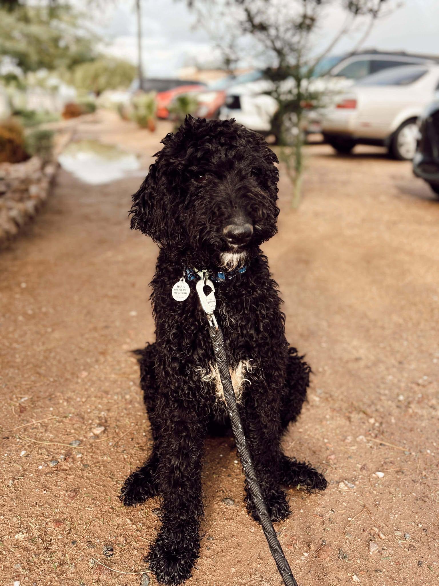 Enlarge Hiccup, an adoptable Labradoodle in Phoenix, AZ image 2/6