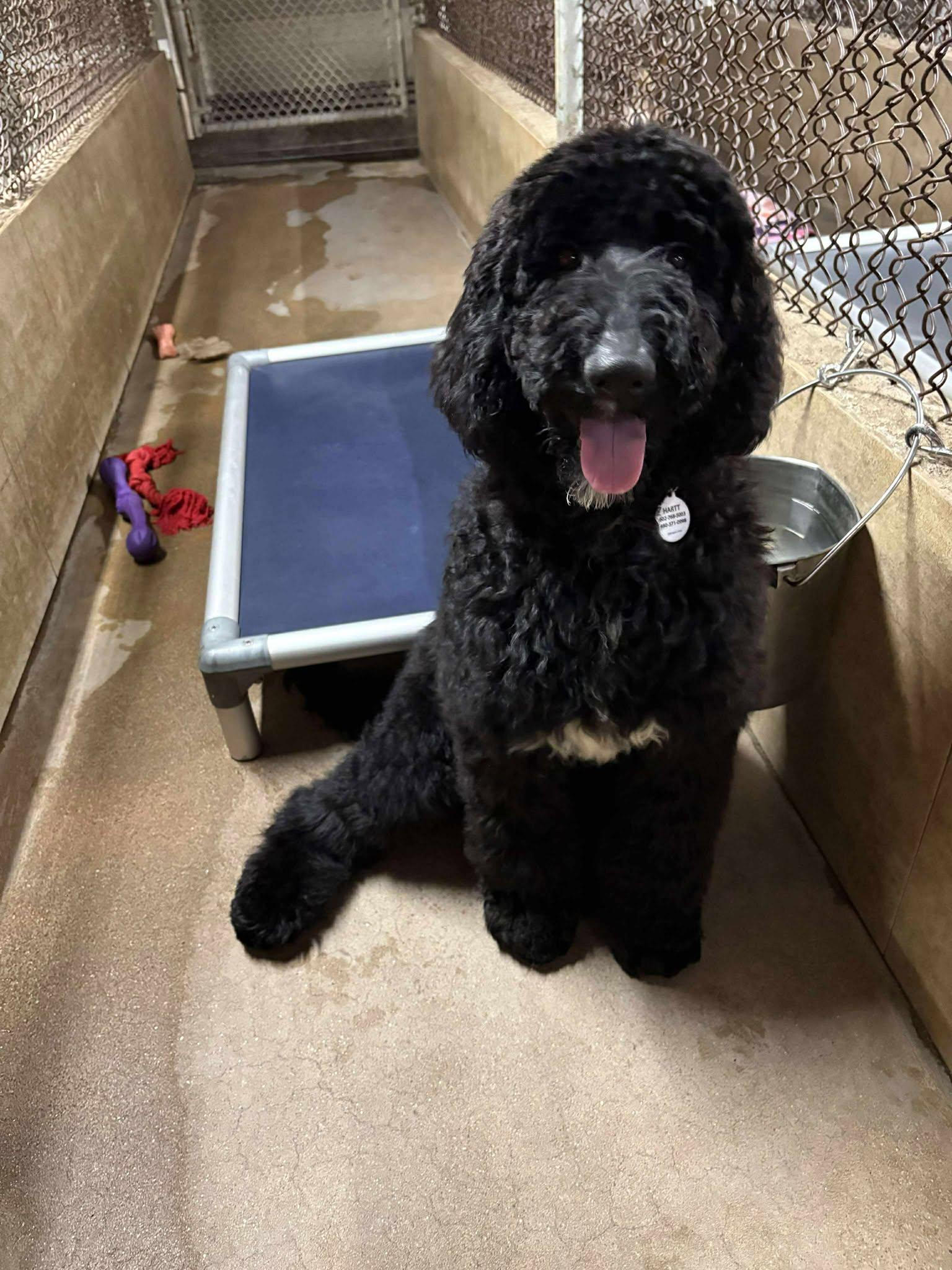 Enlarge Hiccup, an adoptable Labradoodle in Phoenix, AZ image 3/6