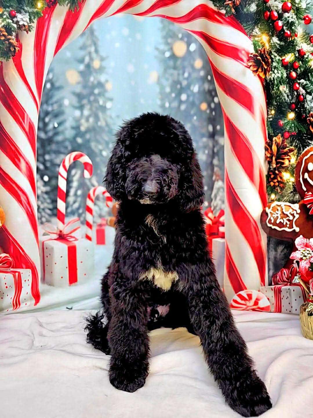 Enlarge Hiccup, an adoptable Labradoodle in Phoenix, AZ image 4/6