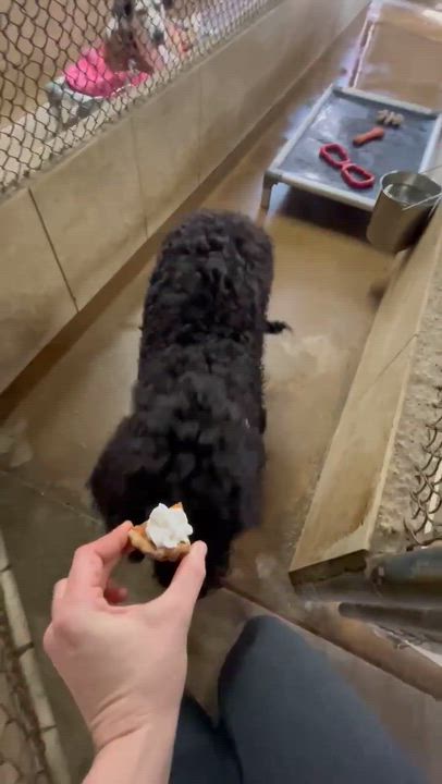 Enlarge Hiccup, an adoptable Labradoodle in Phoenix, AZ video 5/6
