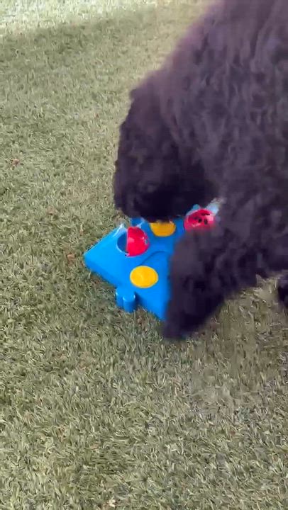 Enlarge Hiccup, an adoptable Labradoodle in Phoenix, AZ video 6/6