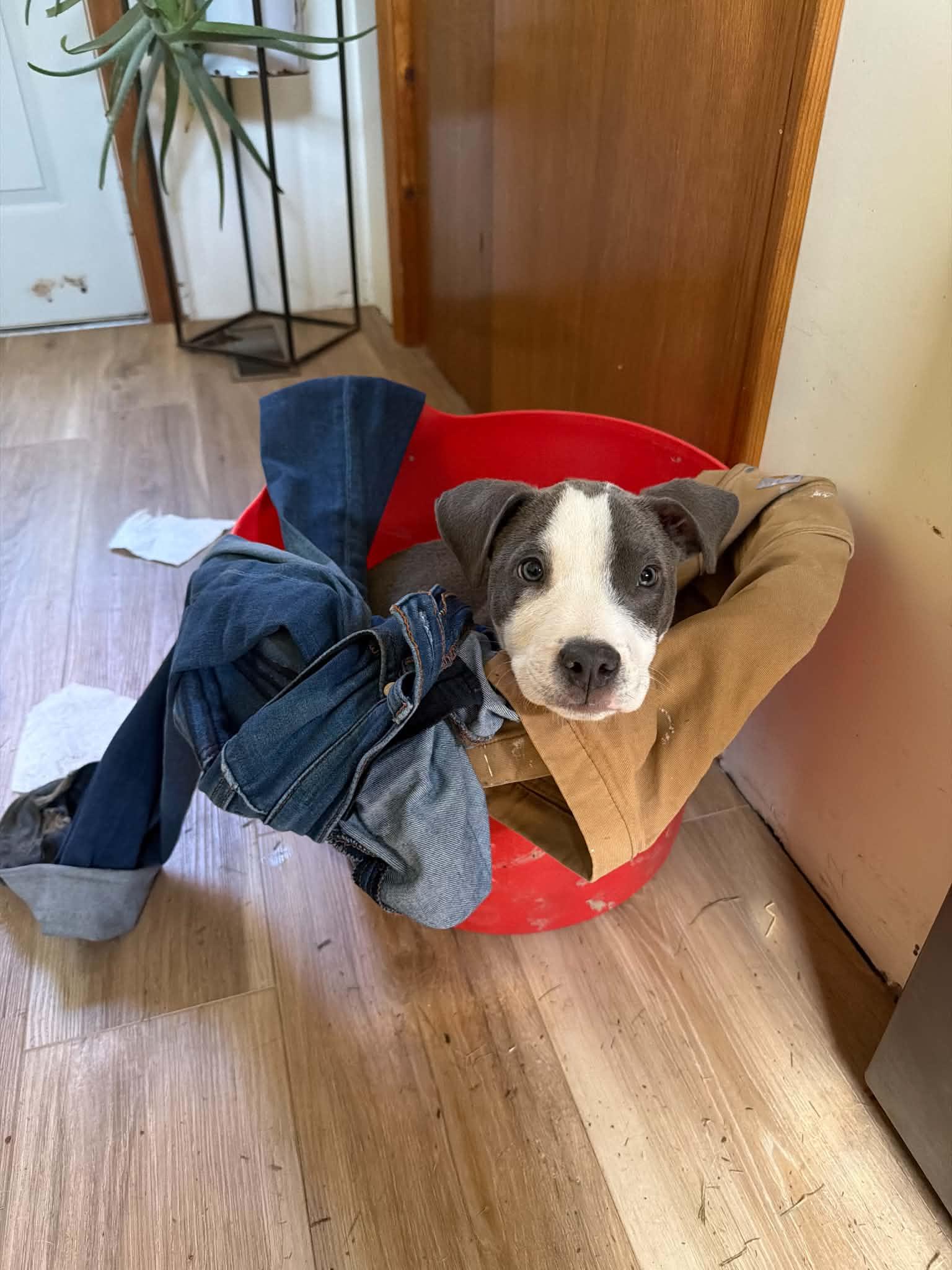 Enlarge CJ, an adopted mixed breed in Brunswick, ME image 1/3