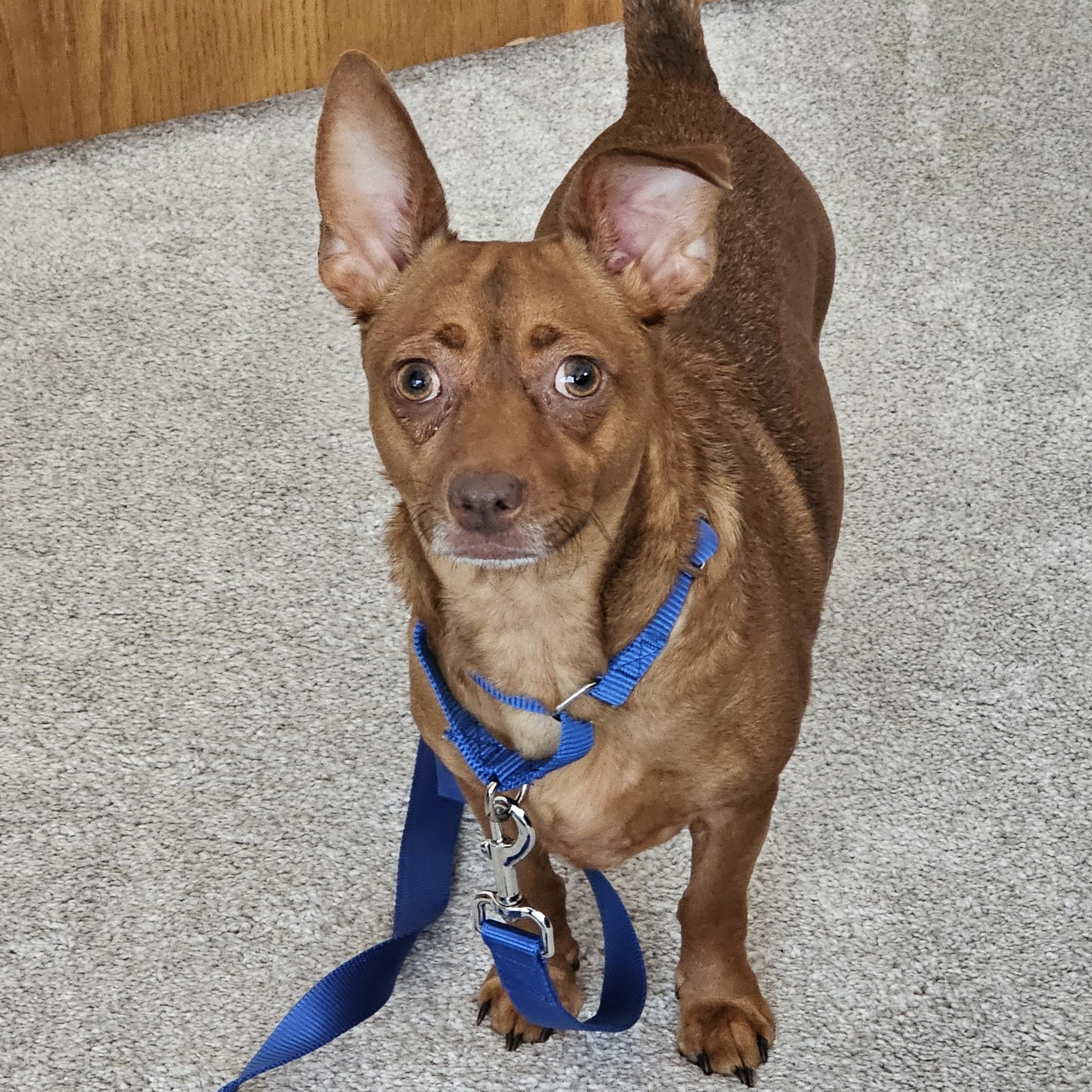 Enlarge Codie, a Adoptable mixed breed in West Saint Paul, MN image 5/5