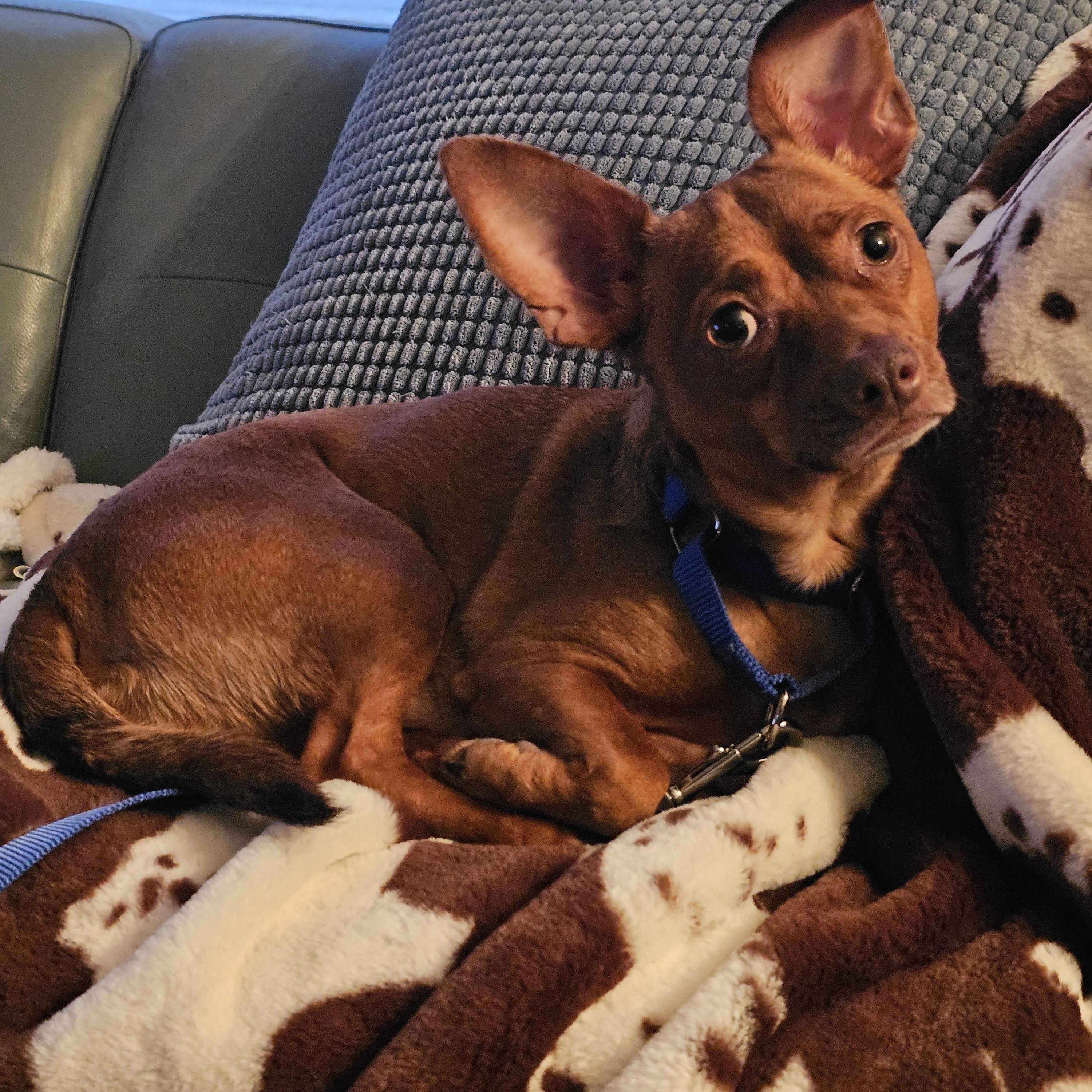 Enlarge Codie, a Adoptable mixed breed in West Saint Paul, MN image 2/5