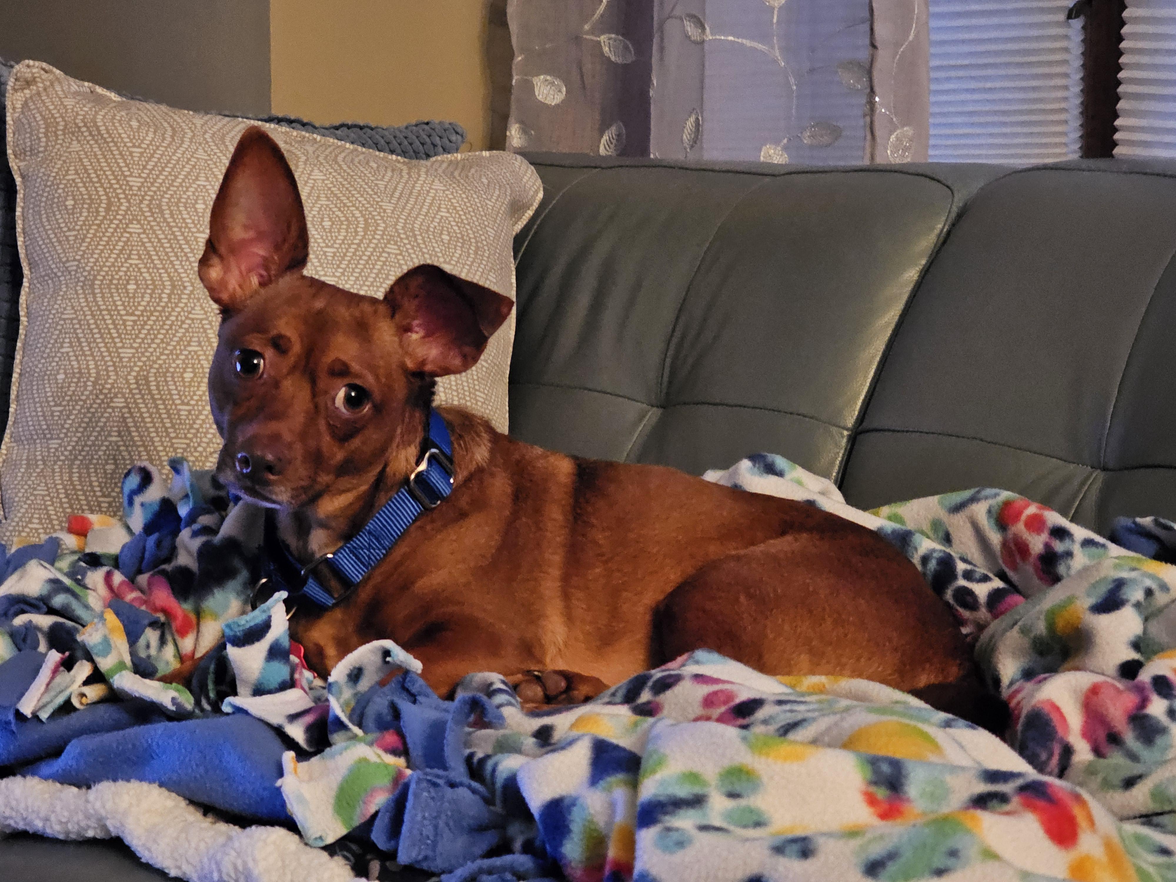Enlarge Codie, a Adoptable mixed breed in West Saint Paul, MN image 1/5