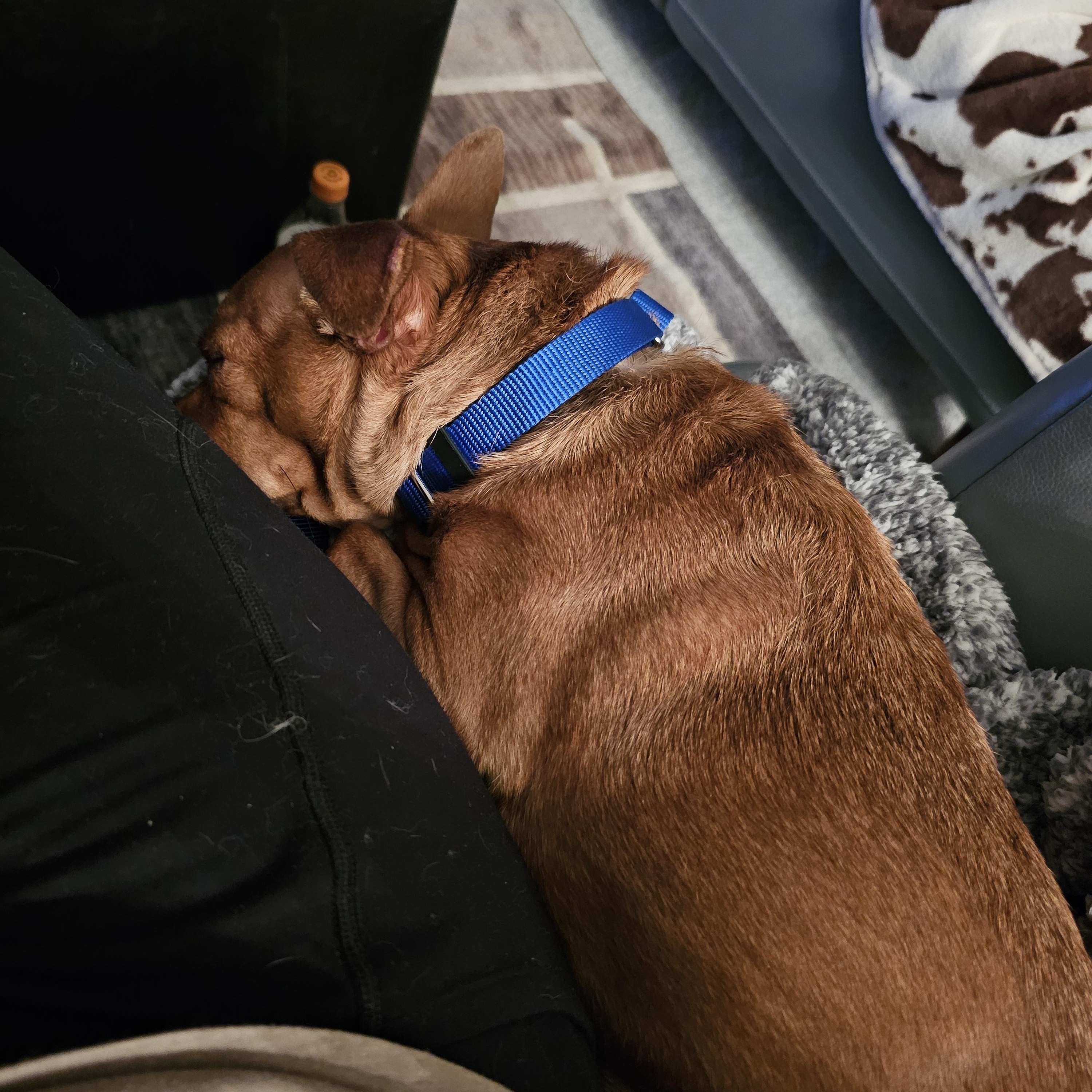 Enlarge Codie, a Adoptable mixed breed in West Saint Paul, MN image 3/5