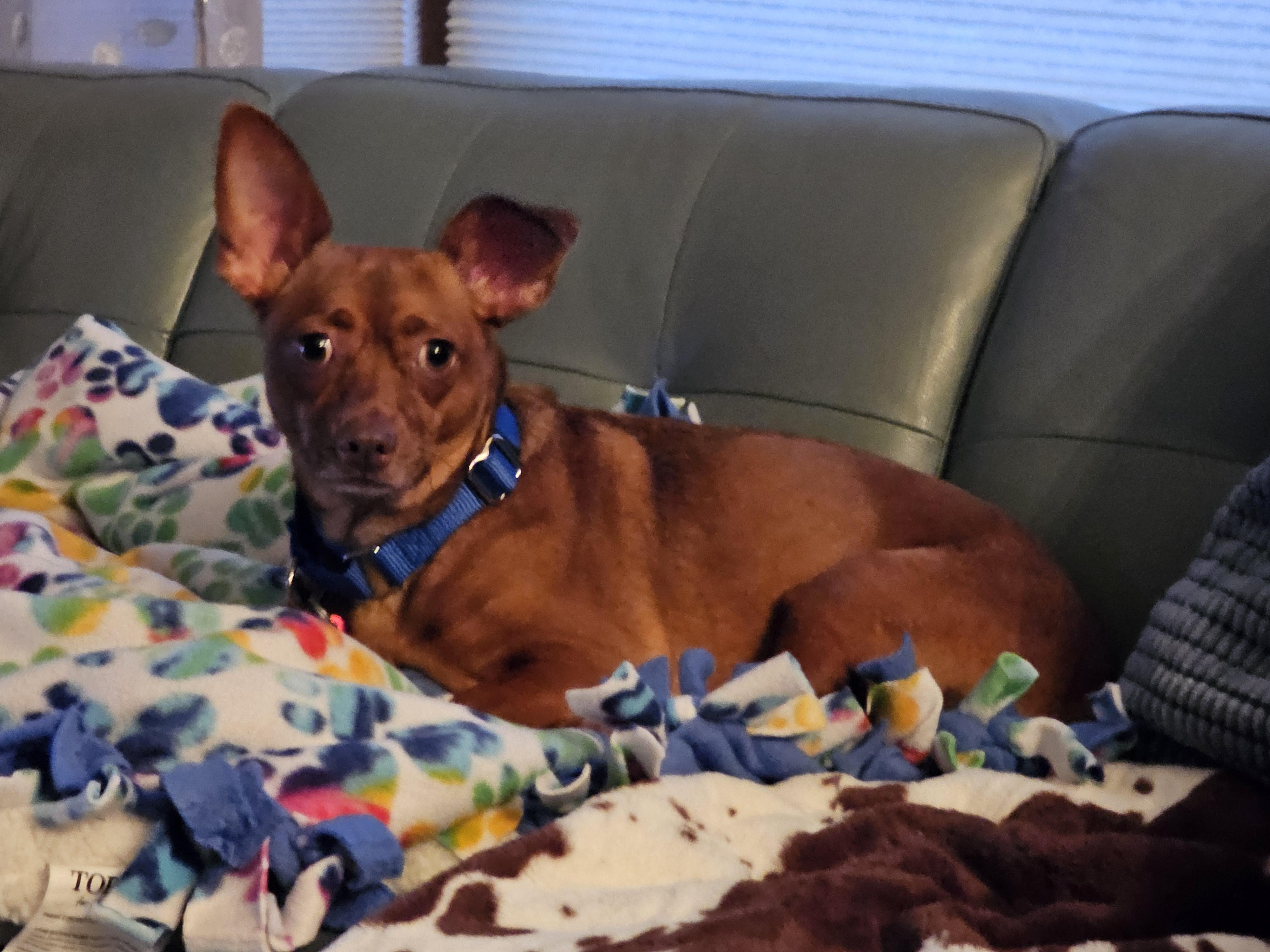 Enlarge Codie, a Adoptable mixed breed in West Saint Paul, MN image 4/5