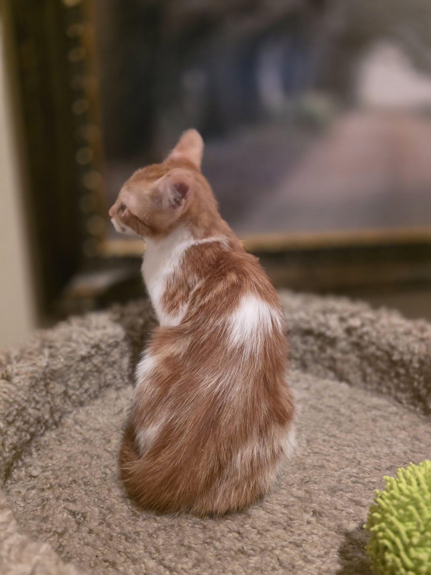 Rava, an adoptable Domestic Short Hair in Queen Creek, AZ image 1/3