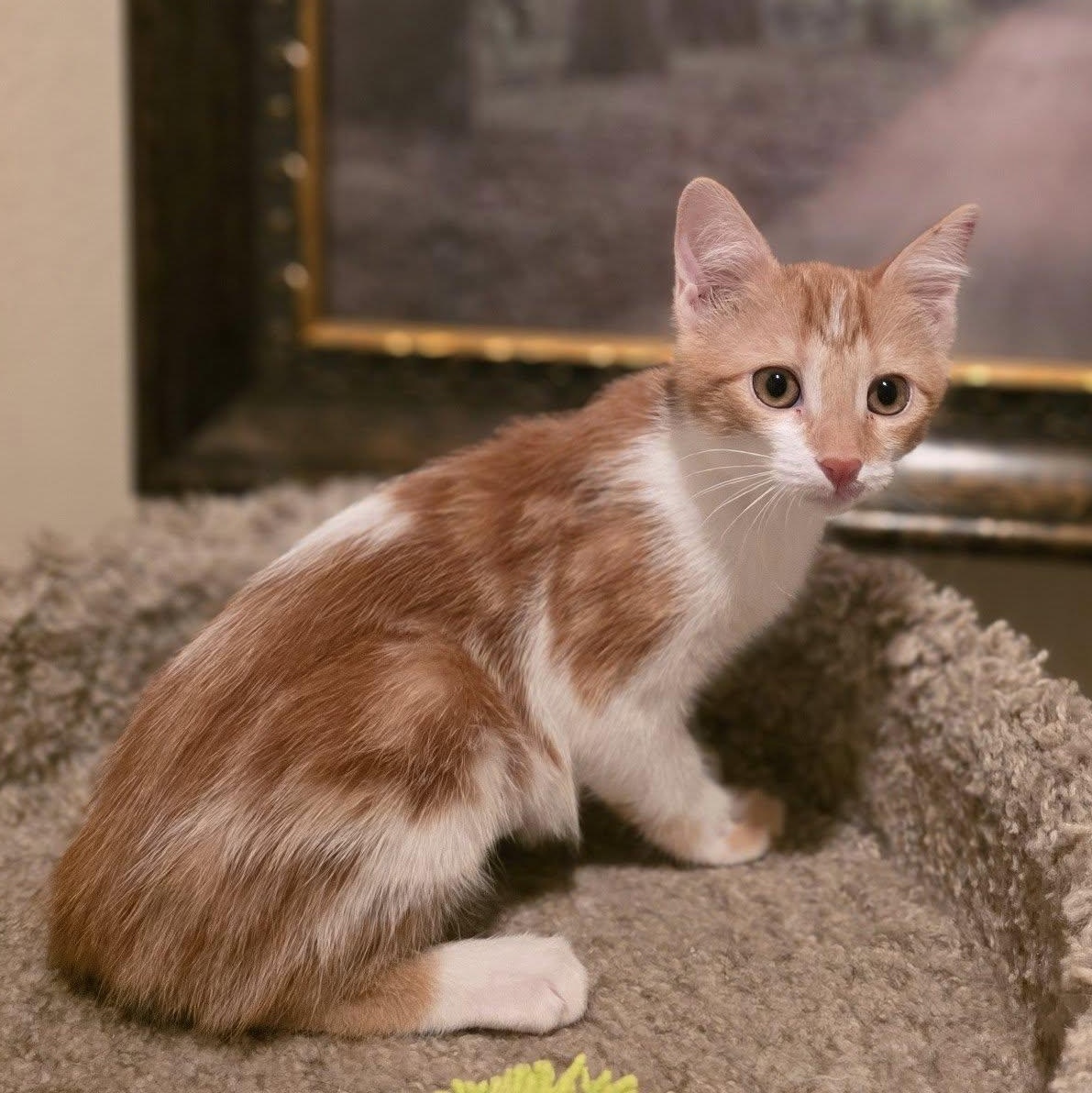 Rava, an adoptable Domestic Short Hair in Queen Creek, AZ image 2/3