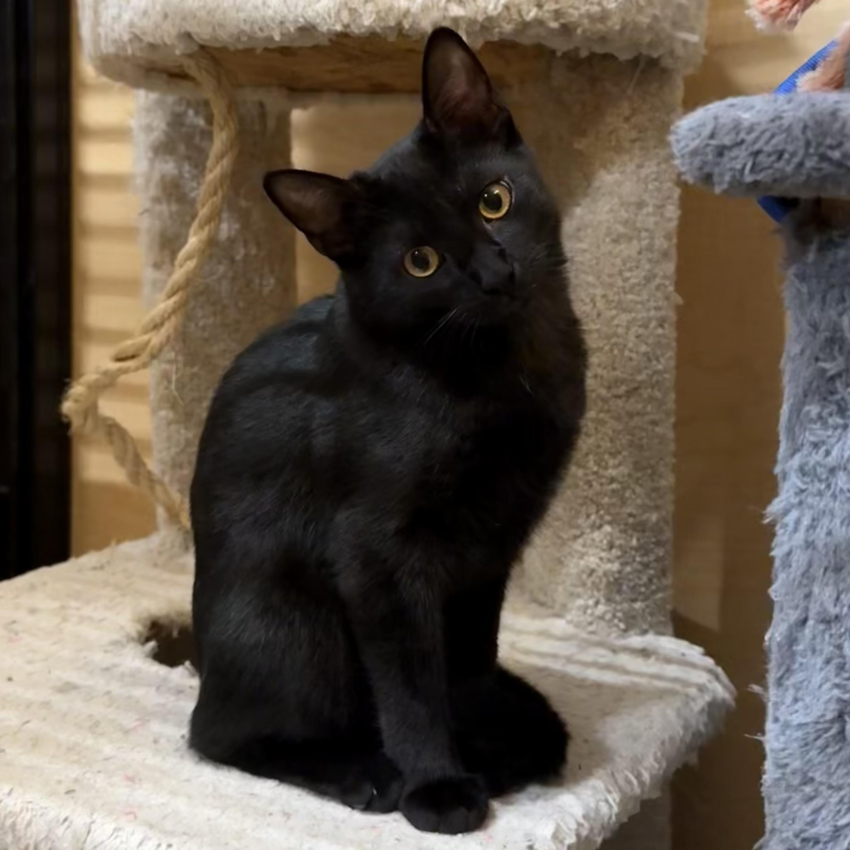Enlarge Reine, a ADOPTABLE Domestic Short Hair in Manhattan Beach, CA image 4/5