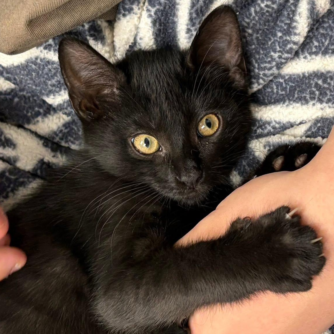 Reine, ADOPTABLE, Kitten Female Domestic Short Hair.