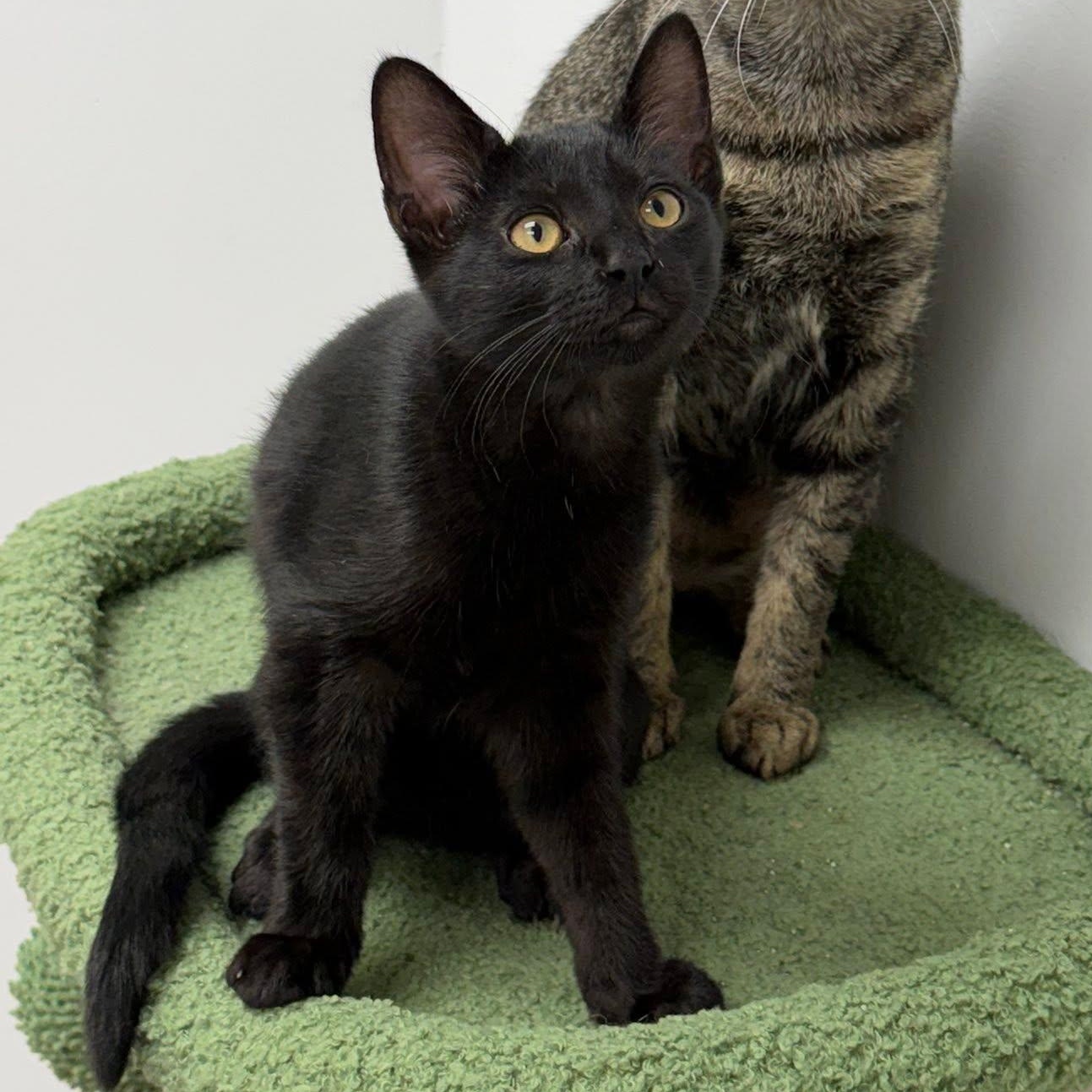 Enlarge Reine, a ADOPTABLE Domestic Short Hair in Manhattan Beach, CA image 2/5