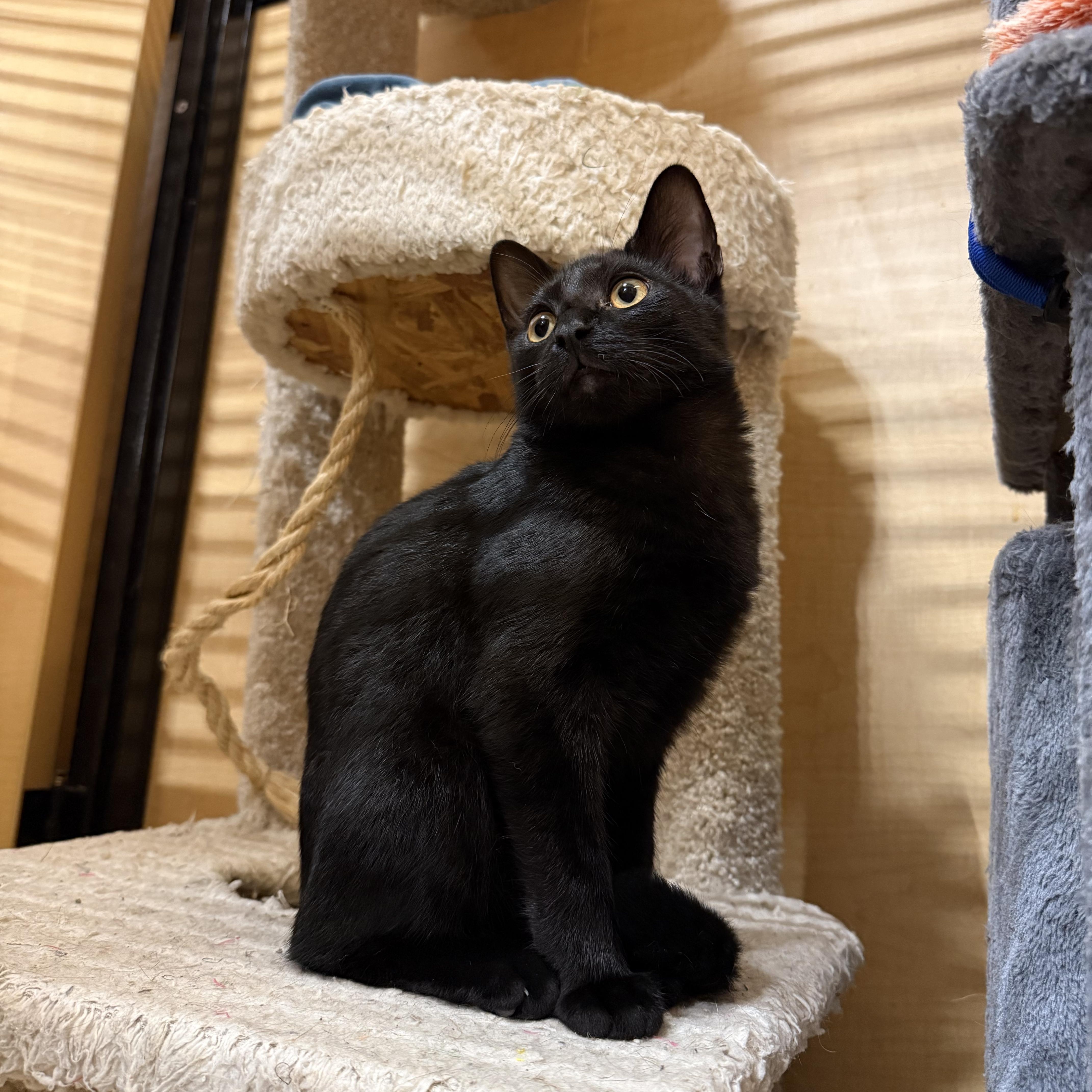 Enlarge Reine, a ADOPTABLE Domestic Short Hair in Manhattan Beach, CA image 5/5