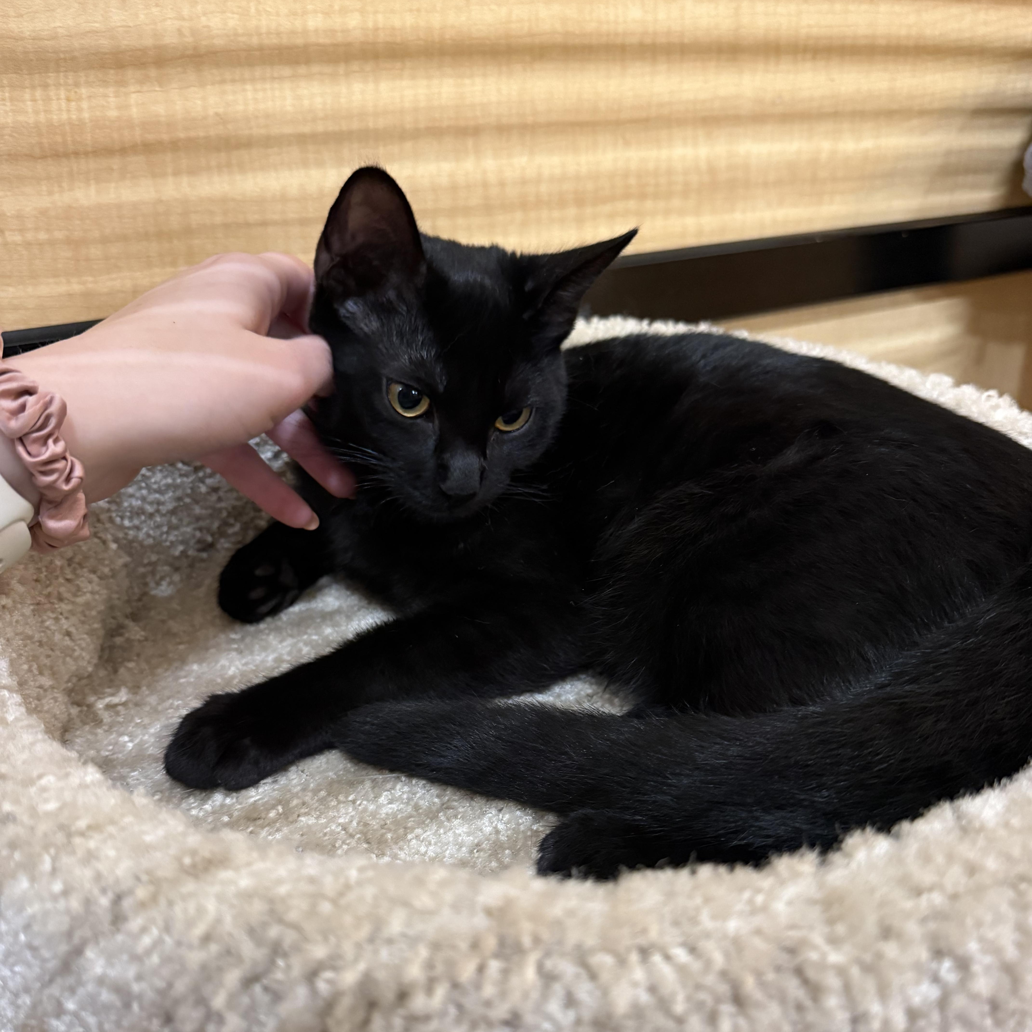 Enlarge Reine, a ADOPTABLE Domestic Short Hair in Manhattan Beach, CA image 3/5