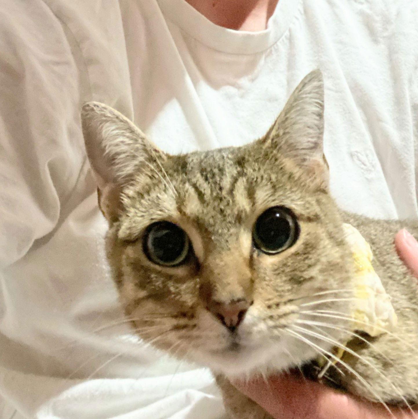 Ghirardelli, Adoptable, Young Female Domestic Short Hair.