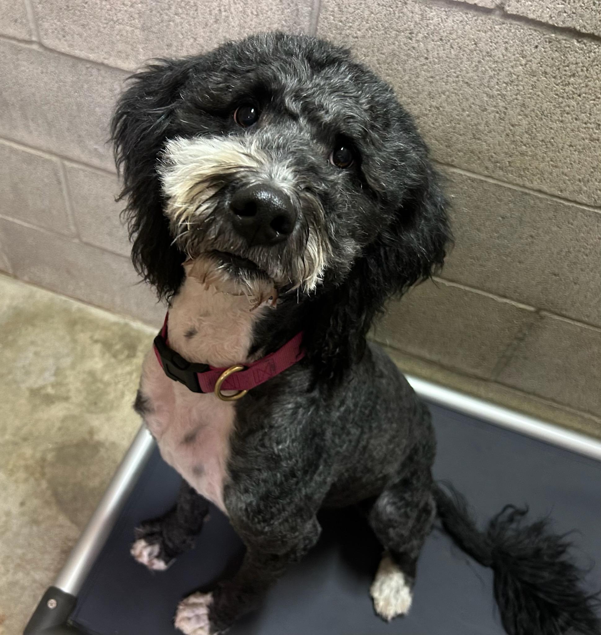 Enlarge Opal, a ADOPTABLE mixed breed in Kellogg, ID image 2/3