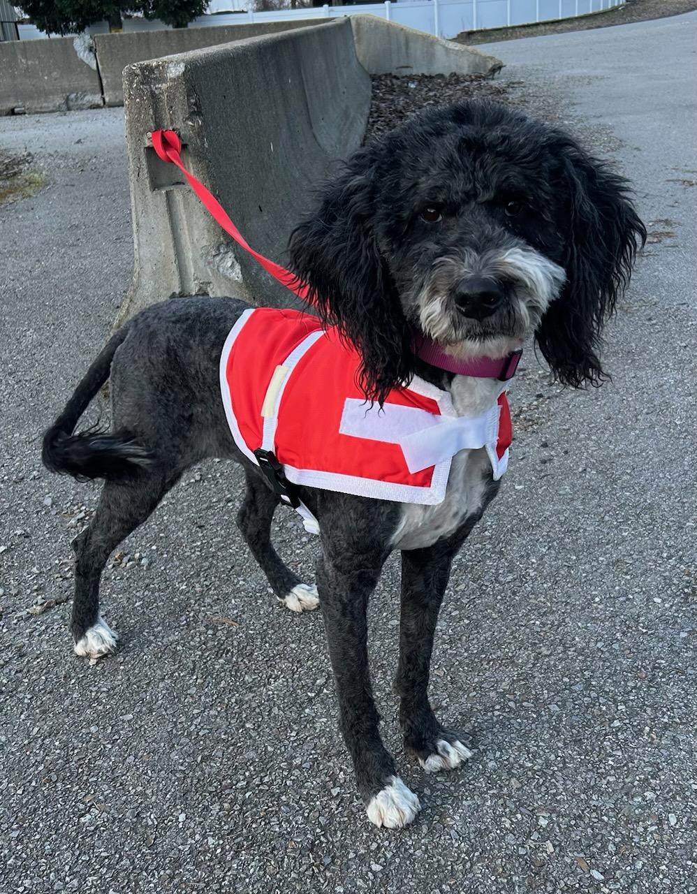 Opal, ADOPTABLE, Adult Female Poodle.