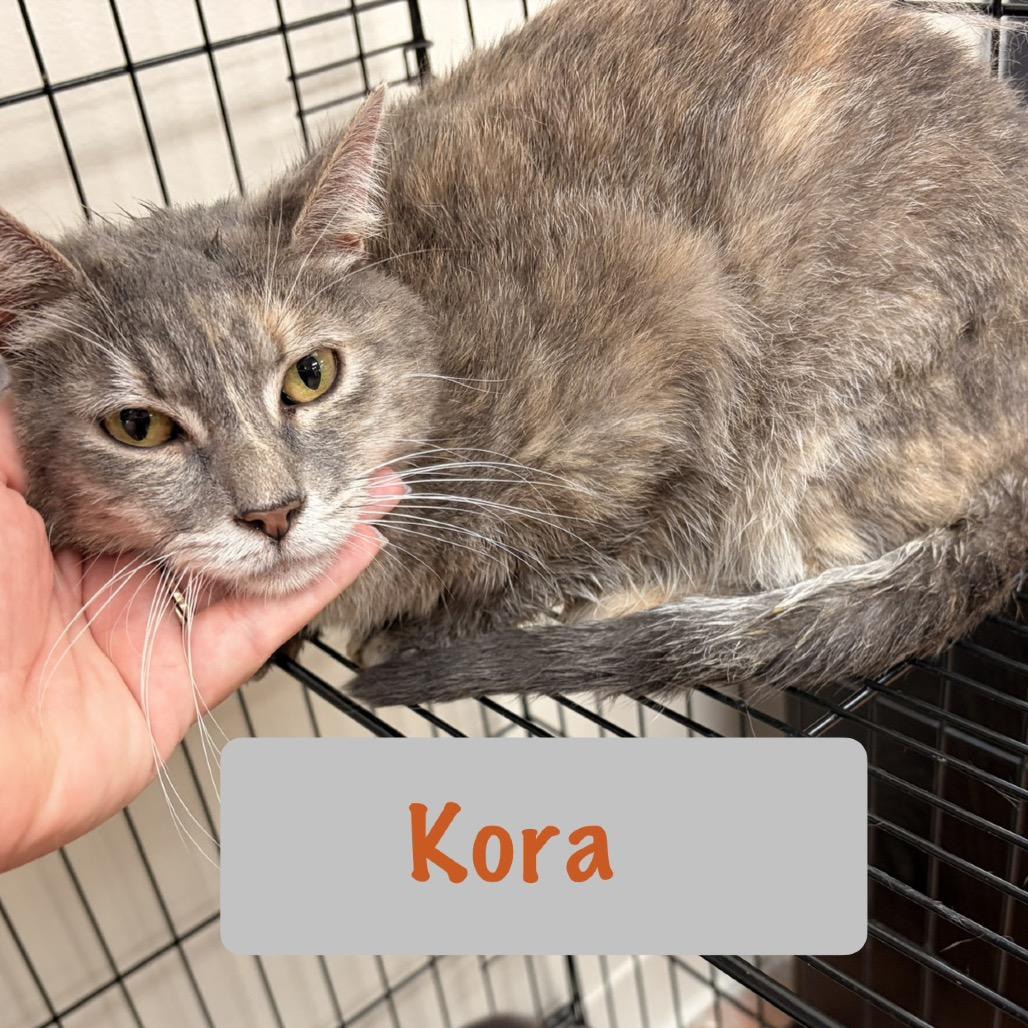 Kora, a Adoptable Domestic Short Hair in Chillicothe, IL image 1/2