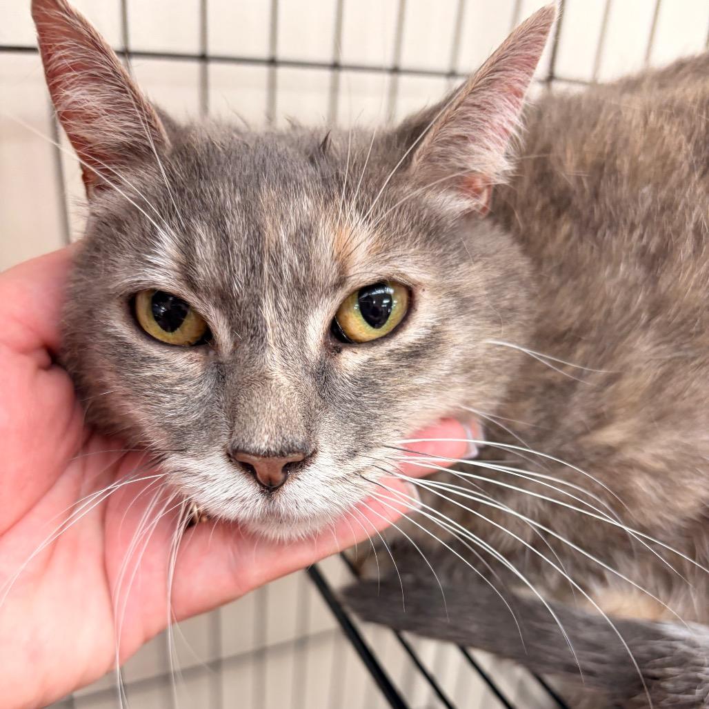 Kora, a Adoptable Domestic Short Hair in Chillicothe, IL image 2/2