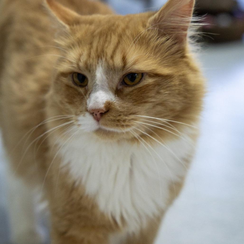 Anchor, Adoptable, Adult Male Domestic Long Hair.