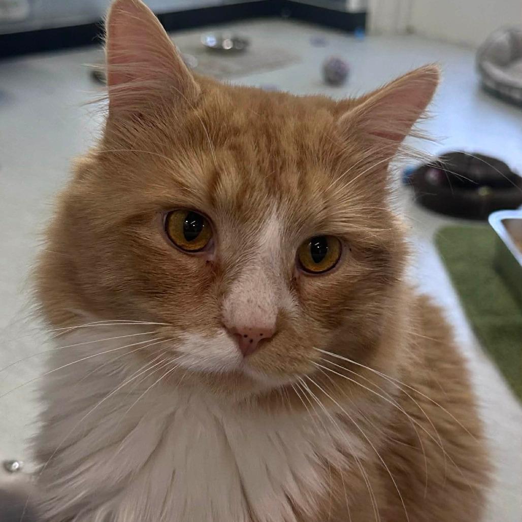 Enlarge Anchor, a Adoptable Domestic Long Hair in Elizabeth City, NC image 2/6