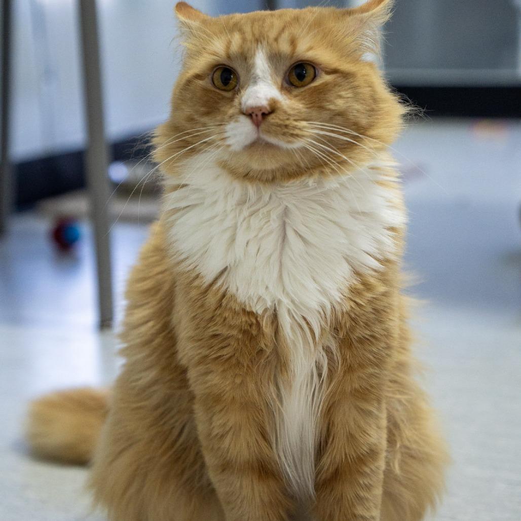 Enlarge Anchor, a Adoptable Domestic Long Hair in Elizabeth City, NC image 3/6