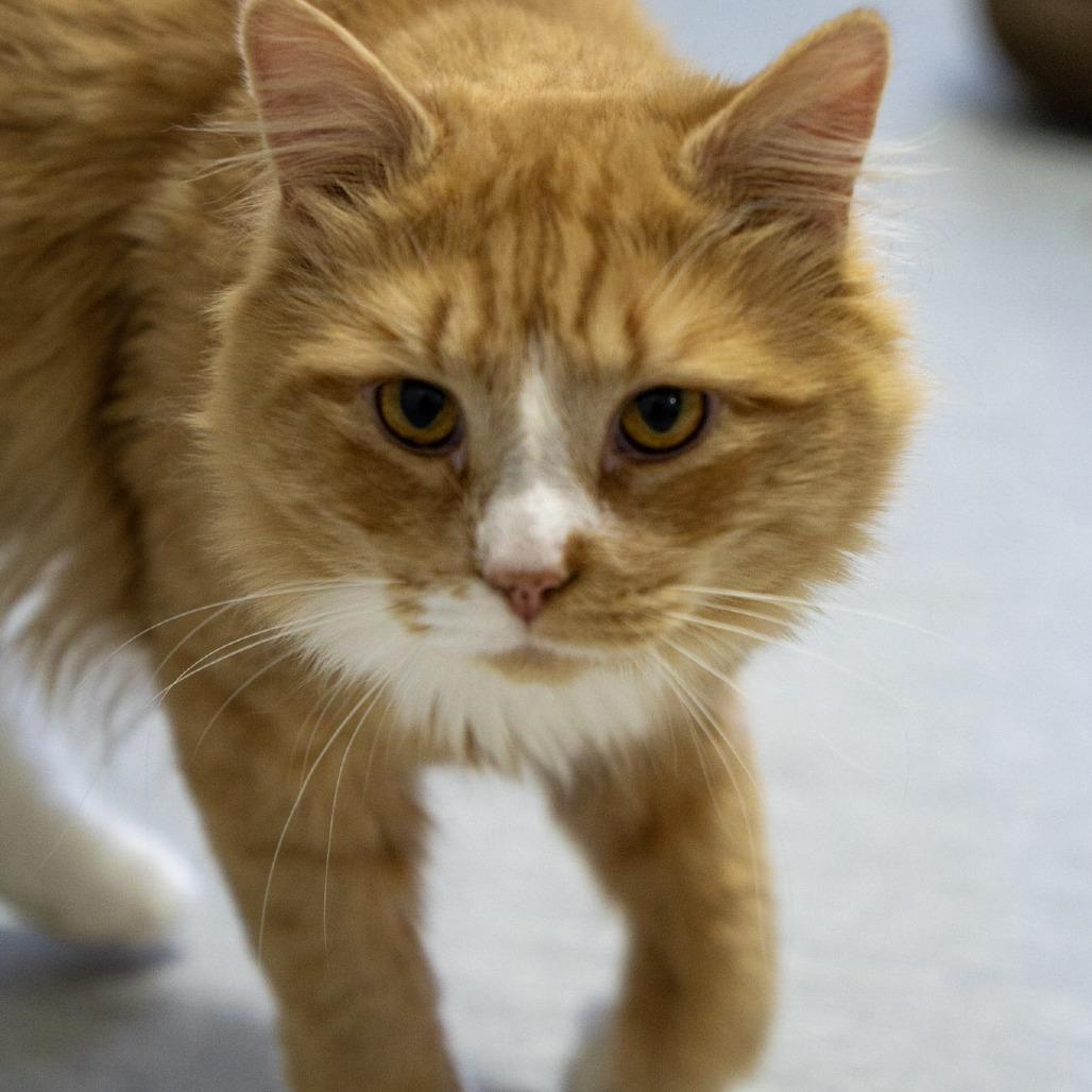 Enlarge Anchor, a Adoptable Domestic Long Hair in Elizabeth City, NC image 4/6