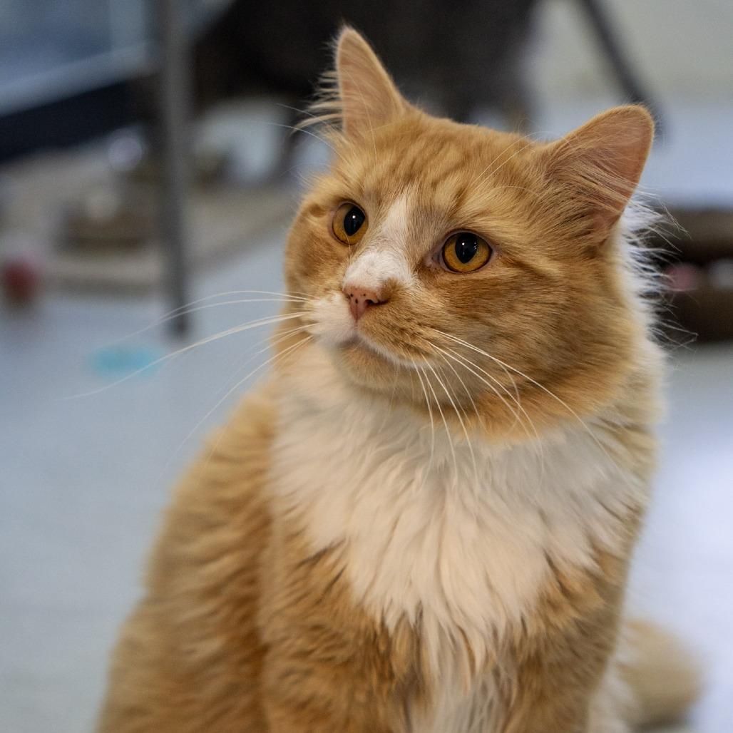 Enlarge Anchor, a Adoptable Domestic Long Hair in Elizabeth City, NC image 5/6
