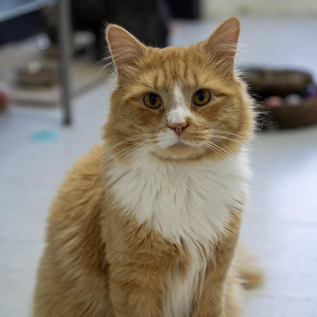 Enlarge Anchor, a Adoptable Domestic Long Hair in Elizabeth City, NC image 6/6